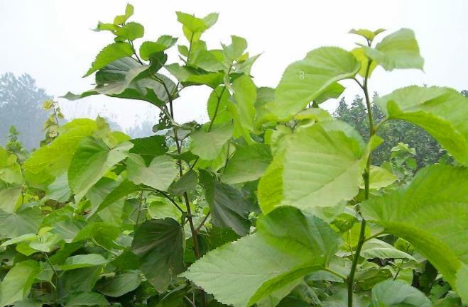 冬枣膨大期管理有哪些误区 解决方法是什么 冬枣膨大期管理有哪些误区 解决方法是什么