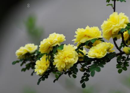 香槟玫瑰为什么不能随便送人 不同在哪里