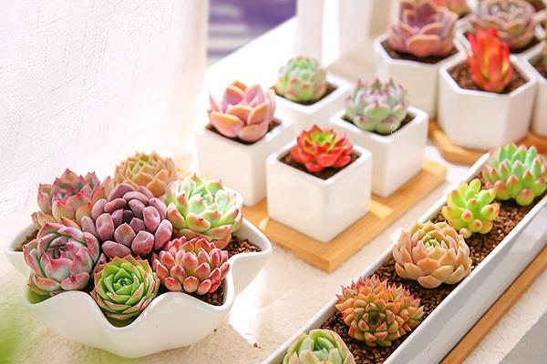 新手如何养好多肉植物 需要注意哪些方面 新手如何养好多肉植物 需要注意哪些方面