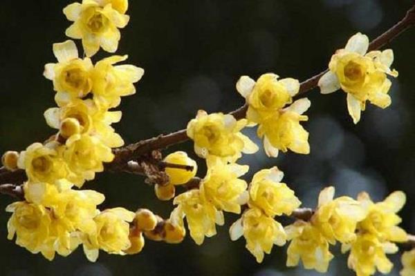 盆栽迎春花怎么养 有哪些注意事项