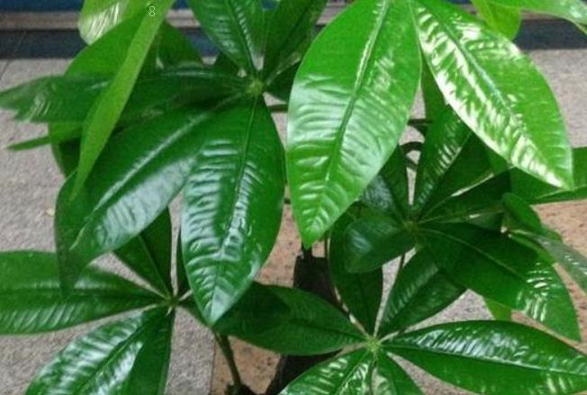 怎么让芦荟长粗不长高 养护时有哪些注意事项 怎么让芦荟长粗不长高 养护时有哪些注意事项