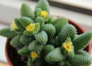 多肉玉蝶夏天怎么养 养殖玉蝶需要注意什么