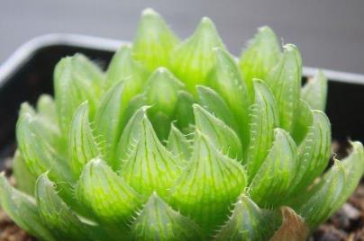 多肉植物怎么养 多肉植物生长需要什么条件