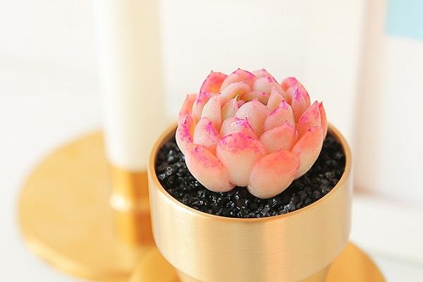 多肉夏天烂根怎么办 需要怎么挽救 多肉夏天烂根怎么办 需要怎么挽救