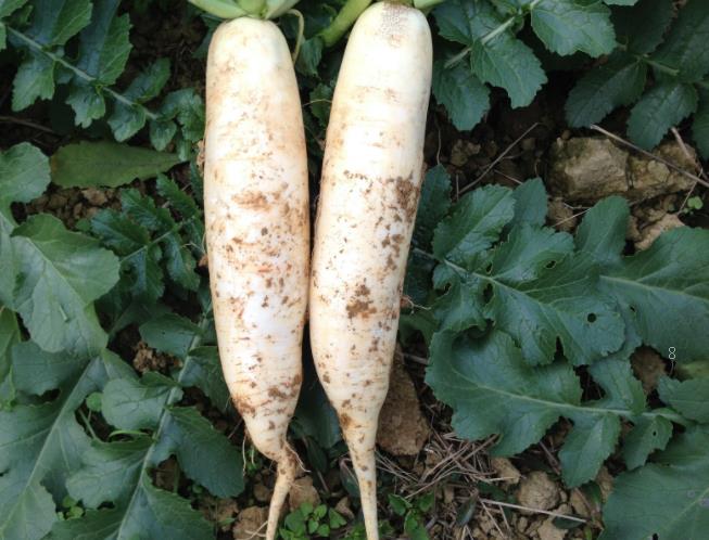 大麦是什么粮食 和小麦的区别是什么 大麦是什么粮食 和小麦的区别是什么