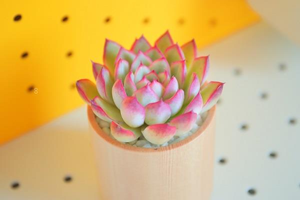 多肉叶片化水怎么补救 愈合预防多肉化水 多肉叶片化水怎么补救 愈合预防多肉化水