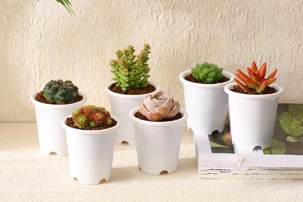 夏季如何养黑法师多肉 有哪些方面需要注意 夏季如何养黑法师多肉 有哪些方面需要注意