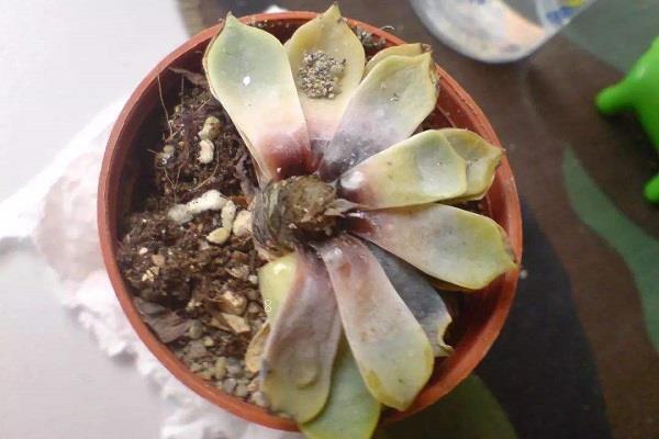 刚买的多肉怎么养护 有哪些需要注意的 刚买的多肉怎么养护 有哪些需要注意的