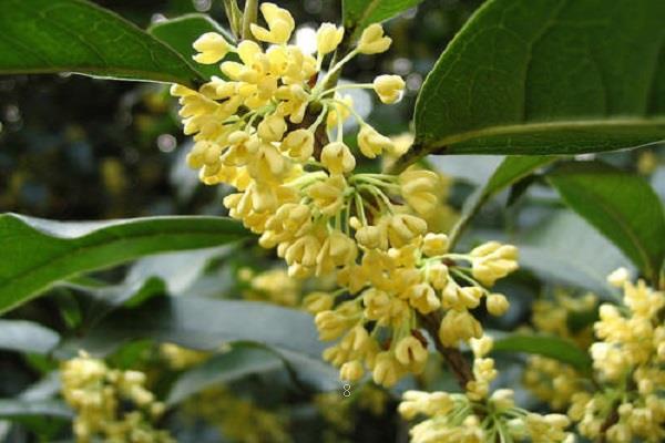 兰花黄叶是什么原因应该怎样处理