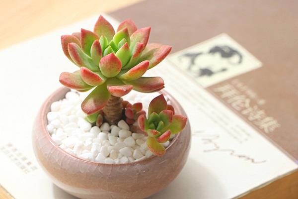 多肉侧芽怎么处理 都有哪些方法