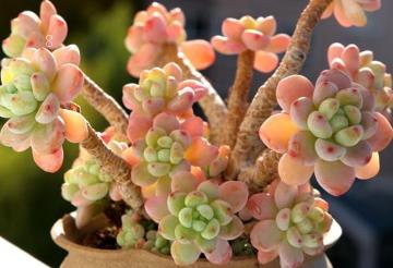 多肉什么品种老桩最美 易出漂亮老桩的多肉种类