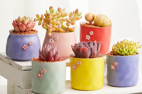 新手如何种多肉 需要注意哪些事项