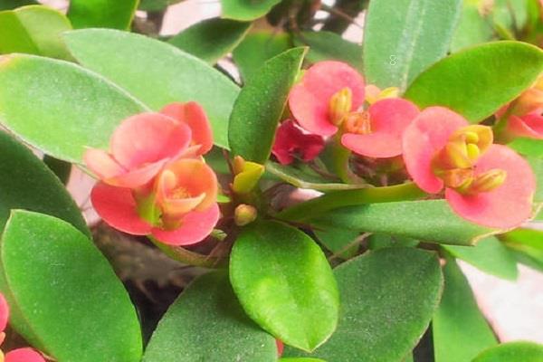 红梅花和海棠花的区别是什么 怎样区分二者 红梅花和海棠花的区别是什么 怎样区分二者