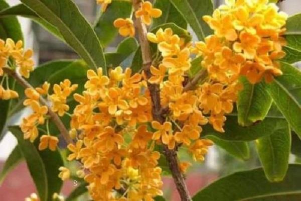 茉莉和非洲茉莉的区别是什么 如何分辨这两种植物 茉莉和非洲茉莉的区别是什么 如何分辨这两种植物