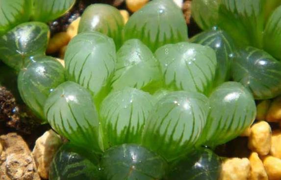 雪山多肉怎么养护 怎么繁殖长得旺盛 雪山多肉怎么养护 怎么繁殖长得旺盛