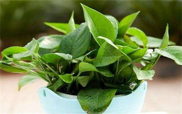 2025最火多肉有哪些 你知道哪几种