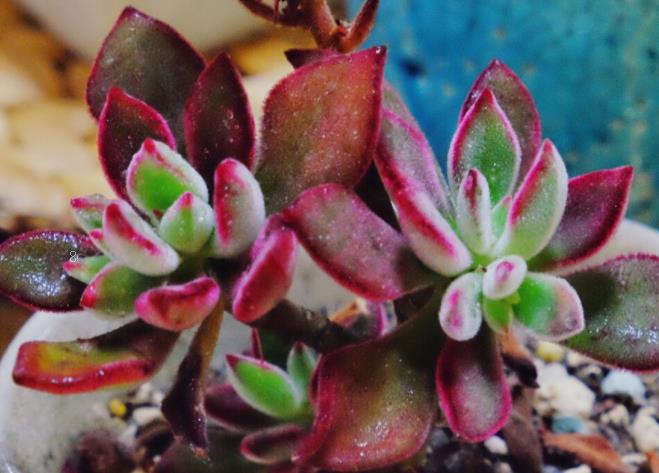 翡翠珠的养殖方法是什么 注意事项有哪些 翡翠珠的养殖方法是什么 注意事项有哪些