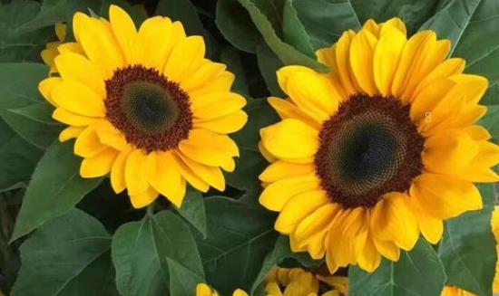 芍药花什么时候种植 怎么种植开花好