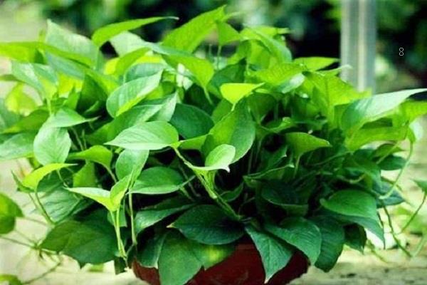 铁皮石斛是什么植物 有哪些功效作用