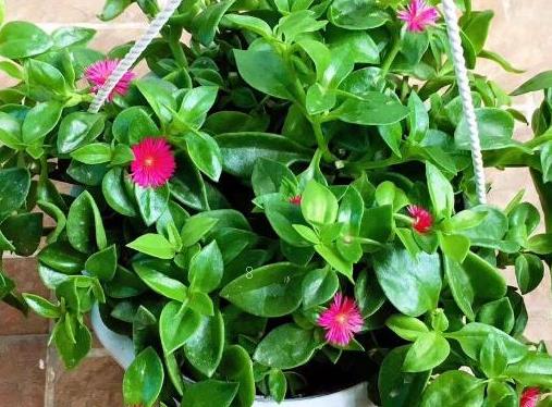 怎么让滴水观音长得壮 怎么养出老桩