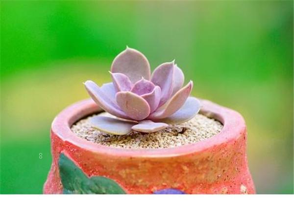 多肉植物的养殖方法及技巧是什么