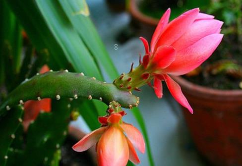 红掌的气根越来越高怎么办 养护时有哪些注意事项 红掌的气根越来越高怎么办 养护时有哪些注意事项