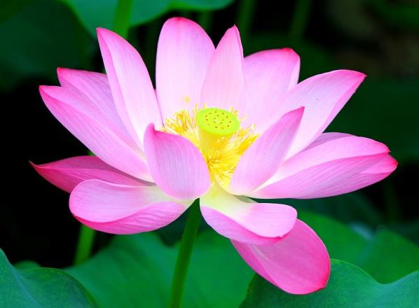 天竺葵如何扦插 养护期间有哪些注意事项