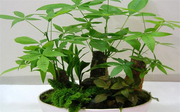 杜鹃花用深盆还是浅盆 如何才能养好杜鹃花 杜鹃花用深盆还是浅盆 如何才能养好杜鹃花