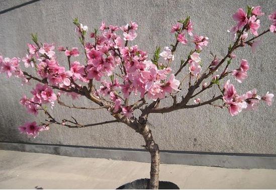 香椿芽的腌制与贮藏 香椿芽有哪些处理方法