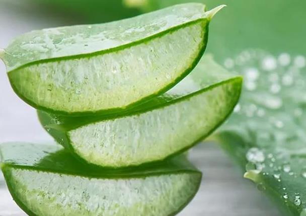 火焰兰如何养殖 养殖时有哪些注意事项