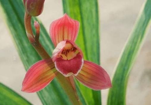 铃兰是什么植物 怎么繁殖