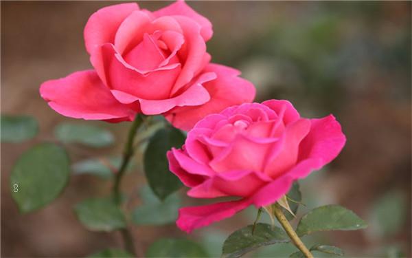 山茶花的养殖方法 养护注意事项有哪些 山茶花的养殖方法 养护注意事项有哪些