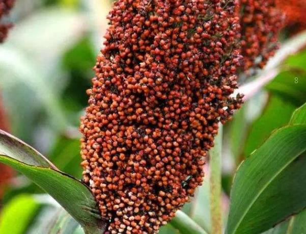 小麦返青水可不可以不浇 都有哪些注意事项