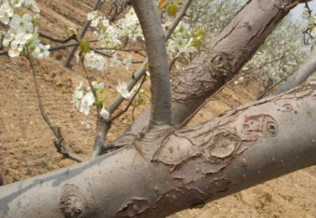 小麦冬春死苗原因是什么 防治措施有哪些