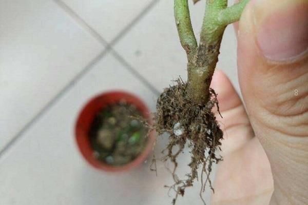 适合新手养的多肉有哪些 养多肉的注意事项 适合新手养的多肉有哪些 养多肉的注意事项