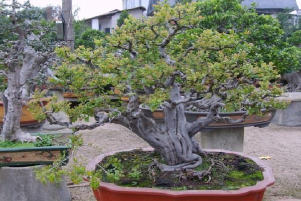 腊梅怎么养 有哪些注意事项 腊梅怎么养 有哪些注意事项