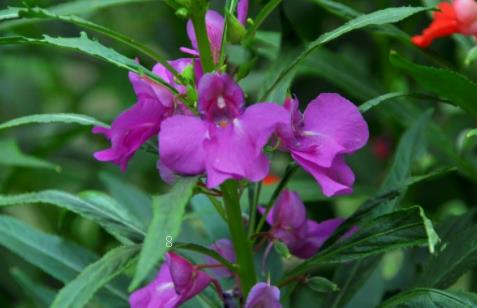 水稻幼穗分化如何管理 详解水稻幼穗分化