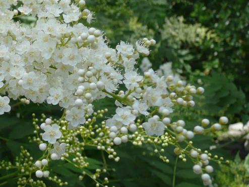 夏季苹果树管理方案 苹果树怎么养殖 夏季苹果树管理方案 苹果树怎么养殖