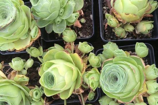 珍珠芦荟养殖方法 怎么繁殖