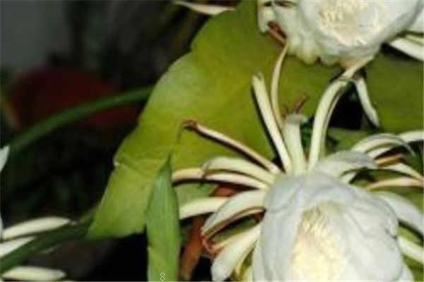 绿萝怎么养长得快茂密 需要注意什么