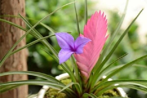 海棠花骨朵不开就掉了是什么原因 海棠花骨朵不开就掉了是什么原因