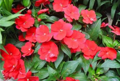 倒挂金钟好养吗 繁殖方法总结 倒挂金钟好养吗 繁殖方法总结