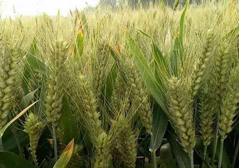 冬春萝卜怎样种 科学种植方法是什么