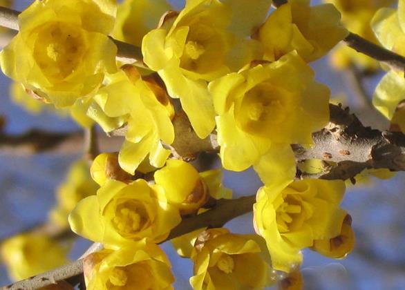 南非万寿菊的种植方法 如何养好万寿菊 南非万寿菊的种植方法 如何养好万寿菊
