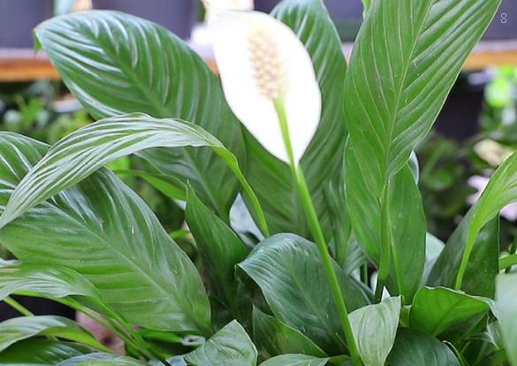 新买的橡皮树怎么养护 养护时有哪些注意事项