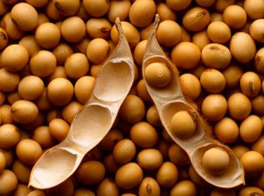 生产高产优质玉米种子有妙招 玉米现场管理总结