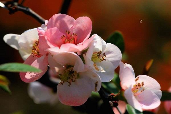 栀子花怎么修剪 怎样让栀子花爆盆 栀子花怎么修剪 怎样让栀子花爆盆