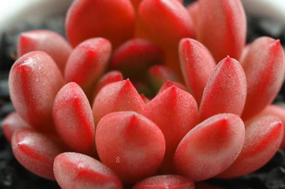 多肉换盆后长气根是怎么回事 如何处理