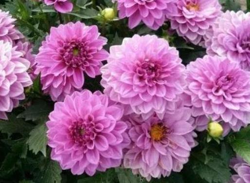 摩洛哥雏菊和玛格丽特有什么区别 如何区分 摩洛哥雏菊和玛格丽特有什么区别 如何区分