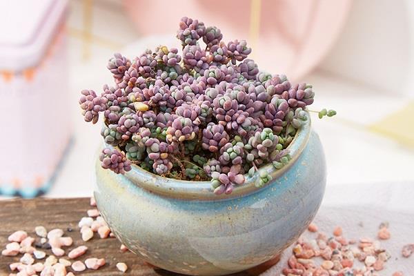 芦荟怎么养才能更旺盛 养护技巧有哪些 芦荟怎么养才能更旺盛 养护技巧有哪些